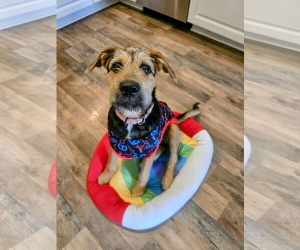 Medium Photo #14 Mutt Puppy For Sale in Rockaway, NJ, USA