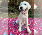 Small #5 Great Pyrenees