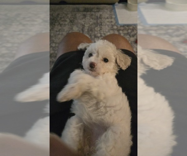 Medium Photo #3 Maltipoo Puppy For Sale in TEMECULA, CA, USA