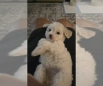 Small #2 Maltipoo