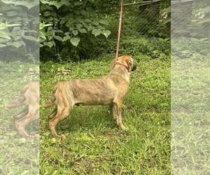 Edison- perfect gentleman - Male Collie-Mountain Cur Mix Dog for Adoption - Photo #2