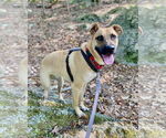 Small #2 Black Mouth Cur-Pug Mix