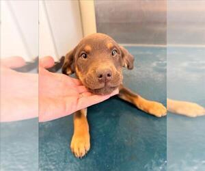 Labrador Retriever-Unknown Mix Dogs for adoption in Mobile, AL, USA