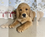 Small Photo #5 Golden Retriever Puppy For Sale in AMITY, AR, USA