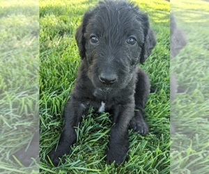 Airedoodle Puppy for sale in TWIN FALLS, ID, USA