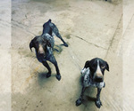 Small Photo #2 German Shorthaired Pointer Puppy For Sale in DYERSBURG, TN, USA