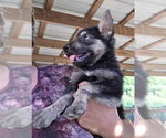 Small #1 Huskies  Mix