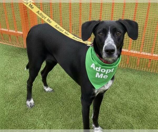 Medium Photo #2 German Shorthaired Pointer-Unknown Mix Puppy For Sale in Las Vegas, NV, USA