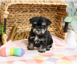 Small #1 Schnauzer (Miniature)