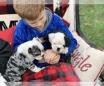 Small Photo #15 English Bulldog Puppy For Sale in PEACHLAND, NC, USA