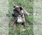 Sputnik - Male American Pit Bull Terrier-Unknown Mix Dog for Adoption - Small photo