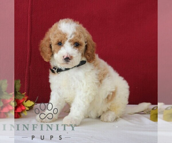 Medium Photo #4 Goldendoodle Puppy For Sale in GORDONVILLE, PA, USA