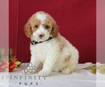 Small #3 Goldendoodle