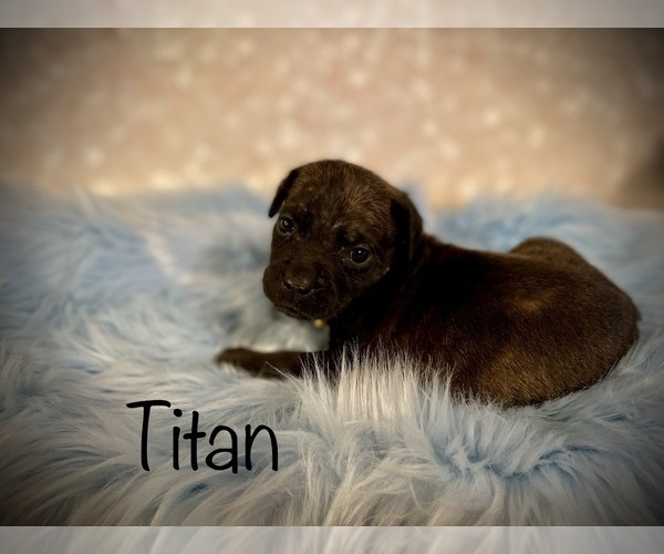 Medium Photo #7 Cane Corso Puppy For Sale in SPRING, TX, USA