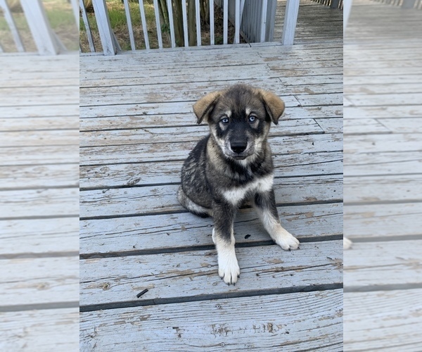 Medium Photo #2 Chow Chow-Siberian Husky Mix Puppy For Sale in GIDDINGS, TX, USA