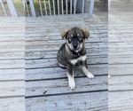 Small Photo #2 Chow Chow-Siberian Husky Mix Puppy For Sale in GIDDINGS, TX, USA