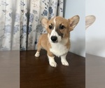 Small #37 Pembroke Welsh Corgi