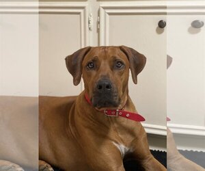 Rhodesian Ridgeback Dogs for adoption in The Woodlands, TX, USA