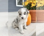 Small #3 Australian Shepherd