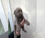 Small Photo #10 Labrador Retriever Puppy For Sale in MAGNOLIA, TX, USA