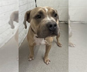 Mutt Dogs for adoption in San Bernardino, CA, USA