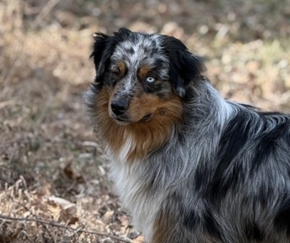 Medium Photo #1 Australian Shepherd Puppy For Sale in CHRISTIANA, TN, USA