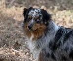 Small Photo #1 Australian Shepherd Puppy For Sale in CHRISTIANA, TN, USA