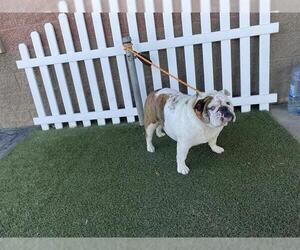 Bulldog Dogs for adoption in Modesto, CA, USA
