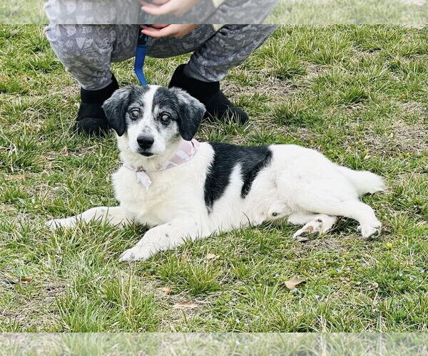Medium Photo #6 Australian Shepherd-Unknown Mix Puppy For Sale in Hinton, WV, USA