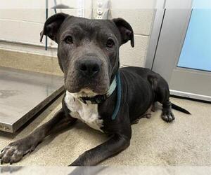 American Staffordshire Terrier-Unknown Mix Dogs for adoption in Grand Prairie, TX, USA