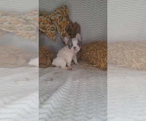 French Bulldog Puppy for Sale in JASONVILLE, Indiana USA
