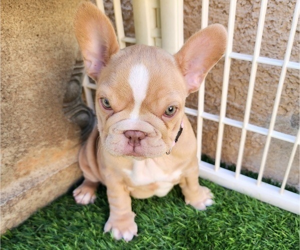 Medium Photo #11 French Bulldog Puppy For Sale in LAS VEGAS, NV, USA