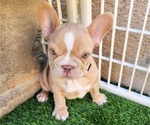 Small #10 French Bulldog
