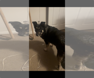 German Shepherd Dog-Unknown Mix Dogs for adoption in Middlesex, NC, USA