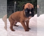Small #8 Boxer