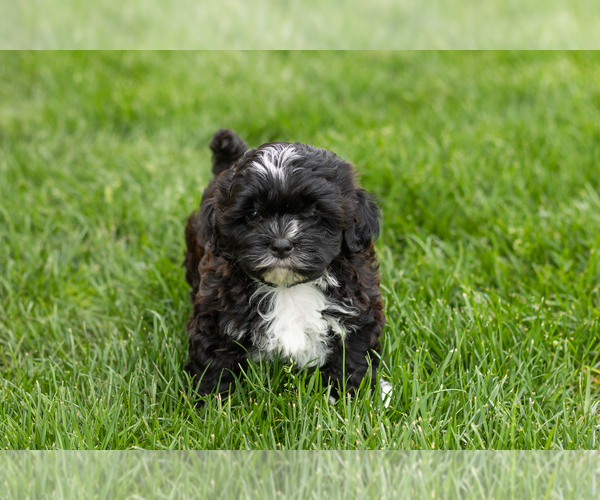 Medium Photo #3 Shih-Poo Puppy For Sale in NAPPANEE, IN, USA
