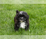 Small #2 Shih-Poo