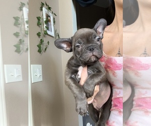 French Bulldog Puppy for sale in VICTORVILLE, CA, USA