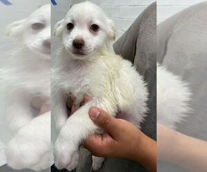 American Eskimo Dog-Pug Mix Dogs for adoption in New York, NY, USA