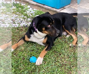 Luke (FL) - Male Mutt Dog for Adoption - Photo #3