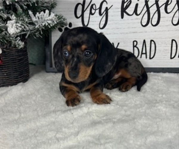 Medium Photo #6 Dachshund Puppy For Sale in GREENFIELD, IN, USA