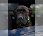 Small #2 Cane Corso