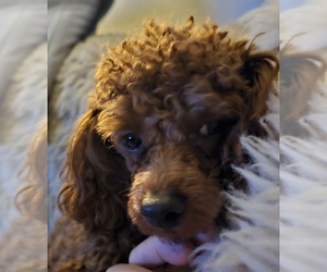 Father of the Poodle (Miniature) puppies born on 12/24/2025