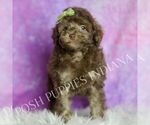 Small #5 Poodle (Miniature)