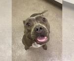 Small American Pit Bull Terrier