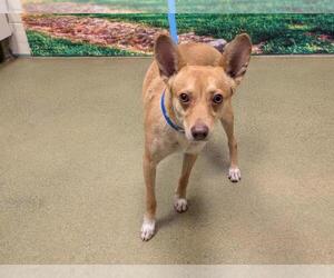 Chihuahua-Unknown Mix Dogs for adoption in Moreno Valley, CA, USA