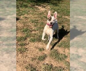 Rex - Male American Pit Bull Terrier-Siberian Husky Mix Dog for Adoption - Photo #13