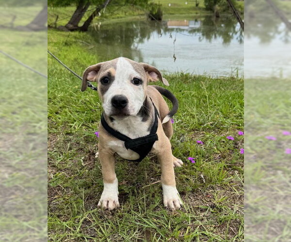 Medium Photo #2 Bulldog-Unknown Mix Puppy For Sale in Tarrytown, GA, USA