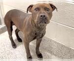 Small #2 American Pit Bull Terrier Mix