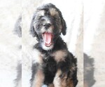 Small Photo #3 Bernedoodle Puppy For Sale in FARGO, ND, USA